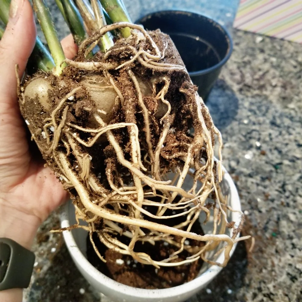 n2_plants 様 ZZ Plant 001 — AUTHENBLISSITY